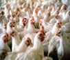 Gripe aviária reaparece com força e ameaça demanda global