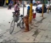 Cão cuida da bicicleta do dono e logo depois tem atitude surpreendente