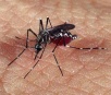 Secretaria de Saúde confirma duas mortes causadas por dengue em MS