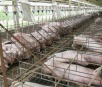 Coreia do Sul abre mercado à carne suína do Brasil, diz Maggi