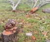 Produtor rural de Guia Lopes é multado pela derrubada de aroeiras