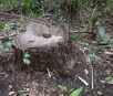 Proprietária rural é autuada em Nioaque por exploração ilegal de madeira