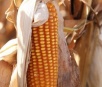 Colheita do milho avança em 3,4% da área plantada em Mato Grosso do Sul