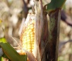 Colheita do milho safrinha já alcança 126 mil hectares em MS
