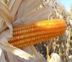 Colheita do milho avança e chega aos 50% em municípios do norte