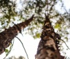 Quatro municípios de MS lideram ranking do plantio de eucalipto no país