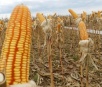 Colheita de milho entra na reta final na região norte do MS