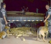 Cães farejadores da PM encontram 3.208 quilos de maconha escondida em carga de madeira