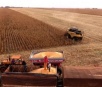 Área plantada cresce, mas clima afeta milho e produção de MS cai 11%