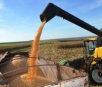 Colheita do milho supera as previsões e chega a 8,3 milhões de toneladas em MS