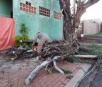 Chuva rápida derruba árvore e assusta casal de moradores em Campo Grande