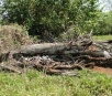Desmatamento ilegal é flagrado em propriedade rural em Jardim