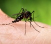 Risco de febre Chikungunya é maior em 32 municípios de MS; dois deles fazem divisa com Itaporã