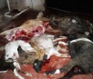 Homem encontra animais mortos em fazenda e populares suspeitam de onça