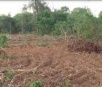 PMA autua pecuarista em R$ 9 mil por exploração ilegal de madeira em Bela Vista