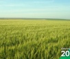 Brasil colheu a segunda maior safra de grãos da história