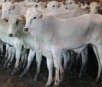 Polo importador de carne bovina, Chile classifica MS como área livre de aftosa