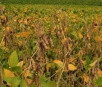 Clima leva produtores de MS a projetarem quebra de 11% na safra de soja