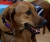 CCZ da Capital promove 1ª feira de adoção de cães e gatos do ano no sábado (19)