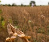 Estiagem afeta safra de soja e colheita deve cair para 9 milhões de toneladas