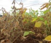 Seca de janeiro já traz perdas de até 40% da soja