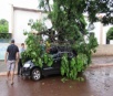 Árvore cai sobre carro em Itaporã