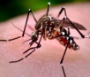 Mato Grosso do Sul registra quase 5 mil casos de dengue este ano
