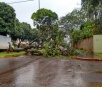 Em Dourados temporal derruba árvores e bloqueia saída para Itaporã