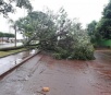Vendaval derruba árvores em rodovias e chuva alaga cidades de MS