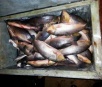PMA e PRF prendem cinco paulistas com 138 kg de pescado capturado ilegalmente
