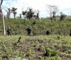 Polícia paraguaia destrói 8 hectares de plantação de maconha na fronteira com MS