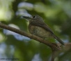 Registro de ave em atrativo turístico insere Jardim no Wiki Aves