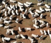 OIE encerra caso sobre “vaca louca” em MT e mantém status sanitário do Brasil