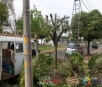 PMA autua infrator por poda radical de árvores em logradouro público sem autorização