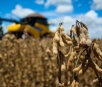 Exportação de soja pelo Estado deve crescer 261% na década, diz estudo