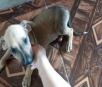 Cachorro para adoção em Itaporã