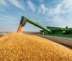 Safra de milho em MS vai bater recorde com 11,4 milhões de toneladas
