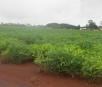 Chuva causa perda na soja e preocupa escoamento e plantio de milho safrinha