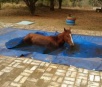 Égua cai em piscina e Corpo de Bombeiros faz resgate após banho forçado
