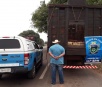 No Boqueirão, mais de 2 toneladas de maconha são localizadas em caminhão boiadeiro