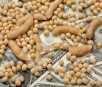 Saiba por quê a saca de soja pode ir à R$ 100; com vídeo