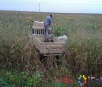 Caminhonete furtada de fazenda em Itaporã é encontrada no meio de lavoura de milho