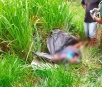 Homem é morto a golpes de machado na cabeça e corpo jogado em matagal em Juti