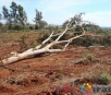 PMA autua assentado rural em R$ 6 mil por desmatamento e derrubada de árvores