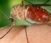 Mosquito comum como potencial transmissor de zika, aponta Fiocruz