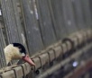 França detecta primeiro caso de gripe aviária H5N8 em fazenda