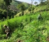 Polícia paraguaia destrói 11 hectares de maconha na fronteira de MS