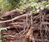 PMA autua homem em R$ 11 mil por desmatamento ilegal de vegetação nativa de cerrado