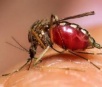 Dengue faz fêmea do mosquito ficar três vezes mais sedenta de sangue