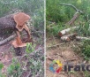 Produtor rural é multado e encaminhado à Delegacia por exploração ilegal de madeira